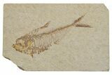 Bargain, Fossil Fish (Diplomystus) - Green River Formation #217532-1